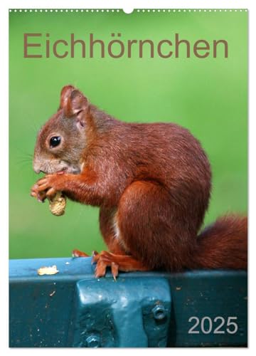 Eichhörnchen (Wandkalender 2025 DIN A2 hoch), CALVENDO Monatskalender von CALVENDO