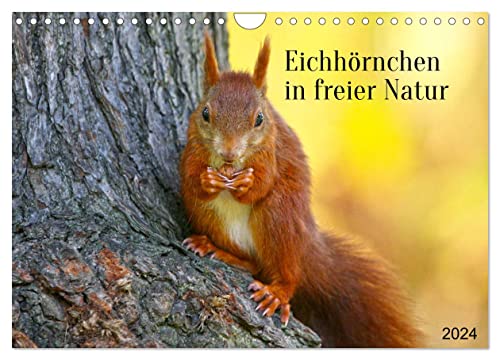 Eichhörnchen in freier Natur (Wandkalender 2024 DIN A4 quer), CALVENDO Monatskalender von CALVENDO
