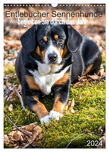 Entlebucher Sennenhunde begleiten Sie durch das Jahr (Wandkalender 2024 DIN A3 hoch), CALVENDO Monatskalender