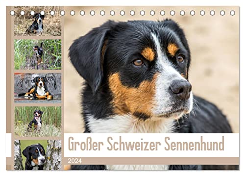 Großer Schweizer Sennenhund (Tischkalender 2024 DIN A5 quer), CALVENDO Monatskalender von CALVENDO