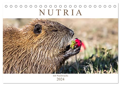 NUTRIA mit Nachwuchs (Tischkalender 2024 DIN A5 quer), CALVENDO Monatskalender von CALVENDO