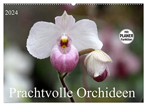 Prachtvolle Orchideen (Wandkalender 2024 DIN A2 quer), CALVENDO Monatskalender