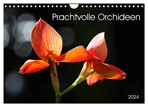 Prachtvolle Orchideen (Wandkalender 2024 DIN A4 quer), CALVENDO Monatskalender von CALVENDO
