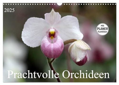 Prachtvolle Orchideen (Wandkalender 2025 DIN A3 quer), CALVENDO Monatskalender von CALVENDO