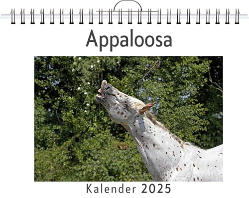 Appaloosa - (Wandkalender 2025, Kalender DIN A4 quer, Monatskalender im Querformat mit Kalendarium, das perfekte Geschenk) von FlipFlop