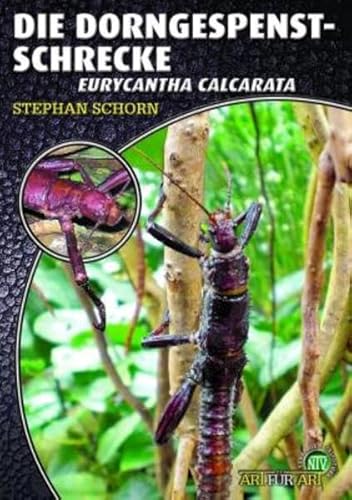 Die Dorngespenstschrecke: Eurycantha calcarata (Buchreihe Art für Art Terraristik) von Natur und Tier