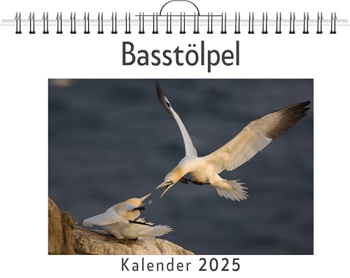 Basstölpel - (Wandkalender 2025, Kalender DIN A4 quer, Monatskalender im Querformat mit Kalendarium, das perfekte Geschenk) von FlipFlop