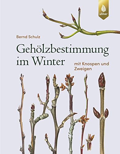 Gehölzbestimmung im Winter: mit Knospen und Zweigen von Ulmer Eugen Verlag