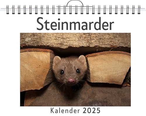 Steinmarder - (Wandkalender 2025, Kalender DIN A4 quer, Monatskalender im Querformat mit Kalendarium, das perfekte Geschenk) von FlipFlop