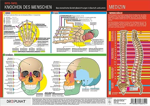 Knochen des Menschen: Die Knochen des menschlichen Skeletts mit deutscher und lateinischer Bezeichnung.