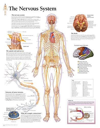 The Nervous System The Nervous System von Scientific Publishing