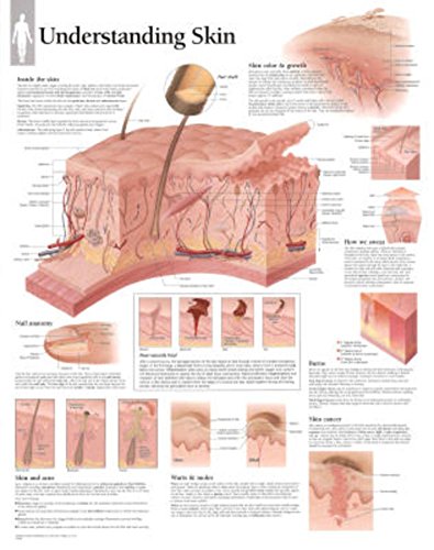 Understanding Skin