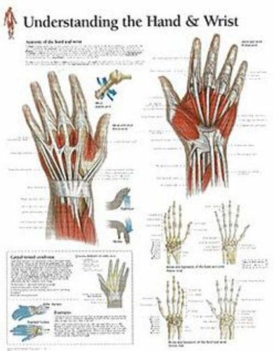 Understanding the Hand & Wrist Laminated Poster von Scientific Publishing Limited