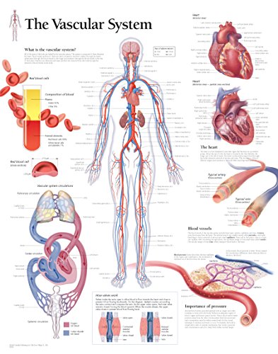 Vascular System Laminated Poster