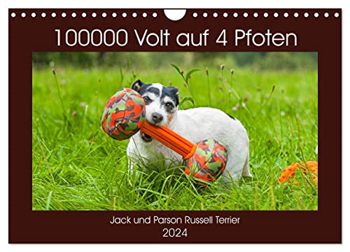 100000 Volt auf vier Pfoten - Jack und Parson Russell Terrier (Wandkalender 2024 DIN A4 quer), CALVENDO Monatskalender von CALVENDO