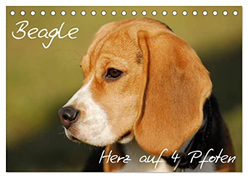Beagle - Herz auf 4 Pfoten (Tischkalender 2024 DIN A5 quer), CALVENDO Monatskalender von CALVENDO