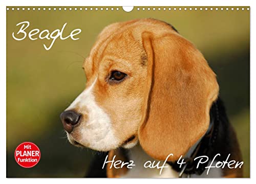 Beagle - Herz auf 4 Pfoten (Wandkalender 2024 DIN A3 quer), CALVENDO Monatskalender
