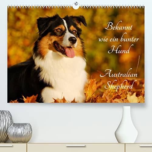 Bekannt wie ein bunter Hund. Australian Shepherd (hochwertiger Premium Wandkalender 2024 DIN A2 quer), Kunstdruck in Hochglanz