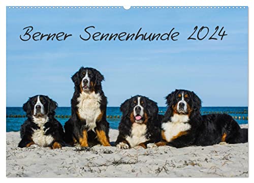 Berner Sennenhund 2024 (Wandkalender 2024 DIN A2 quer), CALVENDO Monatskalender