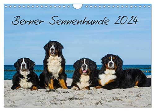 Berner Sennenhund 2024 (Wandkalender 2024 DIN A4 quer), CALVENDO Monatskalender von CALVENDO