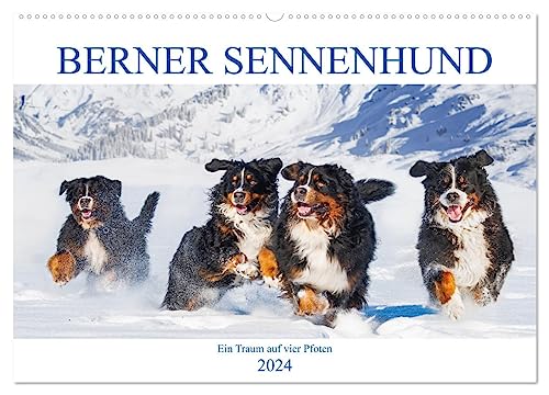 Berner Sennenhund - Ein Traum auf vier Pfoten (Wandkalender 2024 DIN A2 quer), CALVENDO Monatskalender