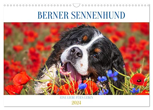 Berner Sennenhund - Eine Liebe für´s Leben (Wandkalender 2024 DIN A3 quer), CALVENDO Monatskalender von CALVENDO