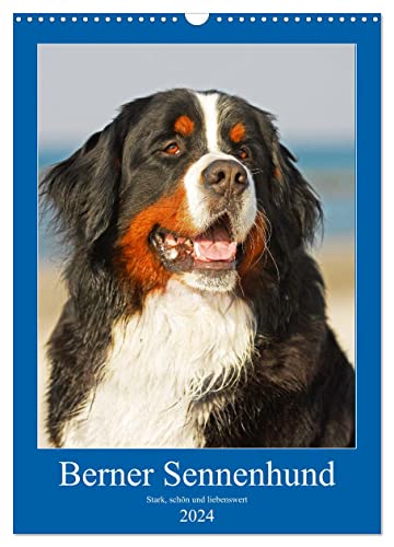 Berner Sennenhund - stark, schön und liebenswert (Wandkalender 2024 DIN A3 hoch), CALVENDO Monatskalender von CALVENDO