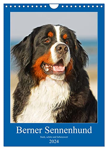 Berner Sennenhund - stark, schön und liebenswert (Wandkalender 2024 DIN A4 hoch), CALVENDO Monatskalender von CALVENDO