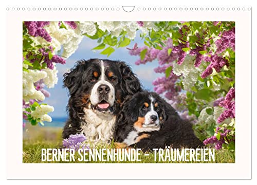 Berner Sennenhunde - Träumereien (Wandkalender 2024 DIN A3 quer), CALVENDO Monatskalender von CALVENDO