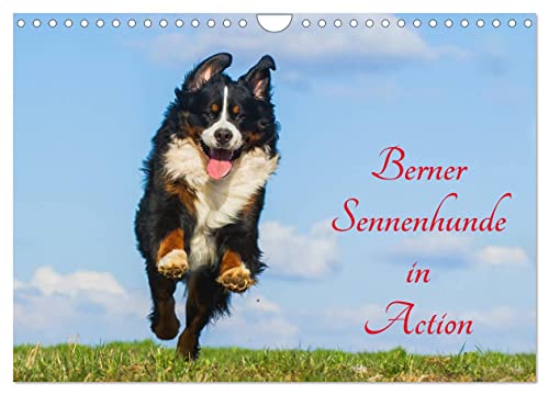 Berner Sennenhunde in Action (Wandkalender 2024 DIN A4 quer), CALVENDO Monatskalender von CALVENDO