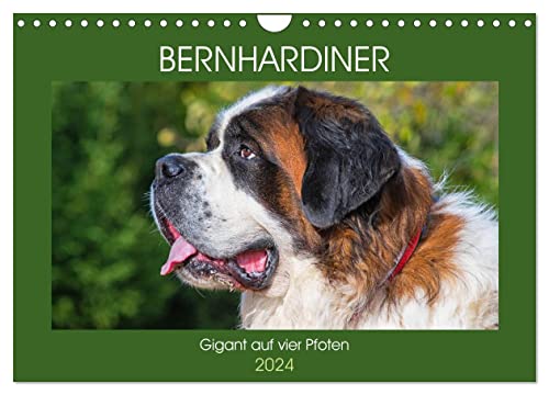 Bernhardiner - Gigant auf vier Pfoten (Wandkalender 2024 DIN A4 quer), CALVENDO Monatskalender von CALVENDO