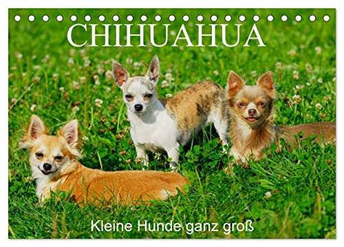 Chihuahua - Kleine Hunde ganz groß (Tischkalender 2024 DIN A5 quer), CALVENDO Monatskalender