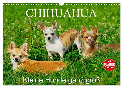 Chihuahua - Kleine Hunde ganz groß (Wandkalender 2024 DIN A3 quer), CALVENDO Monatskalender