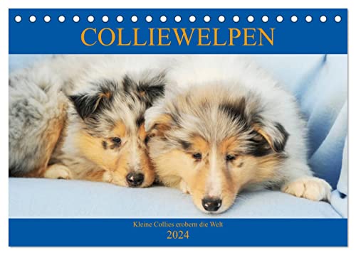 Colliewelpen - kleine Collies erobern die Welt (Tischkalender 2024 DIN A5 quer), CALVENDO Monatskalender