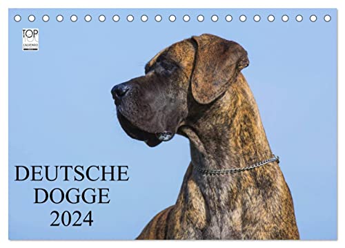 Deutsche Dogge 2024 (Tischkalender 2024 DIN A5 quer), CALVENDO Monatskalender
