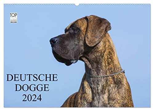 Deutsche Dogge 2024 (Wandkalender 2024 DIN A2 quer), CALVENDO Monatskalender