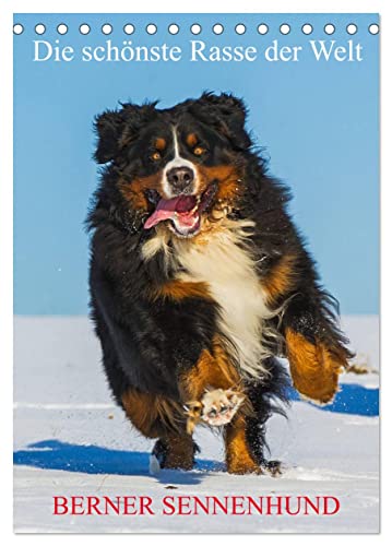 Die schönste Rasse der Welt - Berner Sennenhund (Tischkalender 2024 DIN A5 hoch), CALVENDO Monatskalender