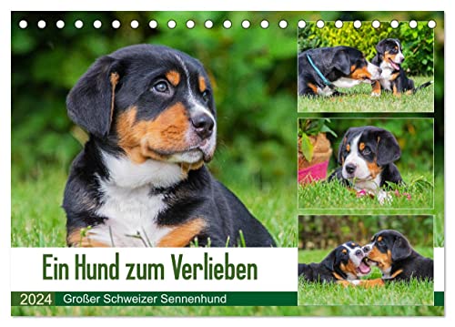 Ein Hund zum Verlieben - Großer Schweizer Sennenhund (Tischkalender 2024 DIN A5 quer), CALVENDO Monatskalender