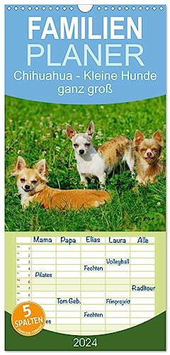 Familienplaner 2024 - Chihuahua - Kleine Hunde ganz groß mit 5 Spalten (Wandkalender, 21 cm x 45 cm) CALVENDO von CALVENDO