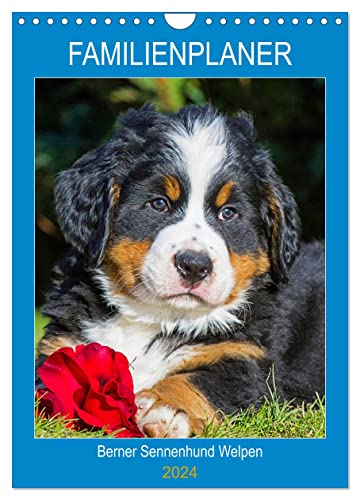Familienplaner Berner Sennenhund Welpen (Wandkalender 2024 DIN A4 hoch), CALVENDO Monatskalender von CALVENDO