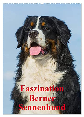 Faszination Berner Sennenhund (Wandkalender 2024 DIN A2 hoch), CALVENDO Monatskalender