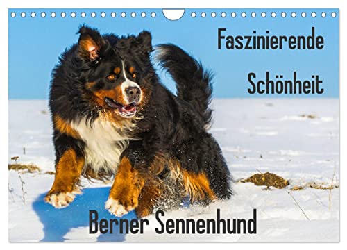 Faszinierende Schönheit Berner Sennenhund (Wandkalender 2024 DIN A4 quer), CALVENDO Monatskalender