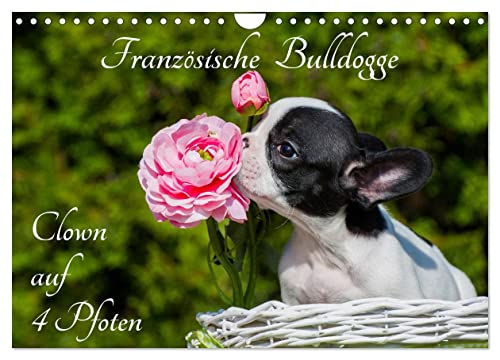 Französische Bulldogge - Clown auf 4 Pfoten (Wandkalender 2024 DIN A4 quer), CALVENDO Monatskalender von CALVENDO