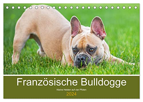 Französische Bulldogge - Kleine Helden auf vier Pfoten (Tischkalender 2024 DIN A5 quer), CALVENDO Monatskalender von CALVENDO