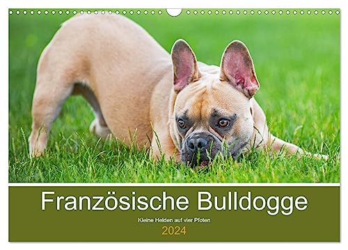 Französische Bulldogge - Kleine Helden auf vier Pfoten (Wandkalender 2024 DIN A3 quer), CALVENDO Monatskalender