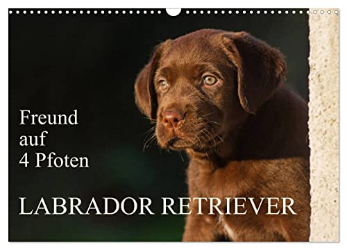 Freund auf 4 Pfoten - Labrador Retriever (Wandkalender 2024 DIN A3 quer), CALVENDO Monatskalender