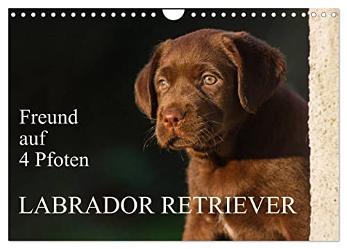 Freund auf 4 Pfoten - Labrador Retriever (Wandkalender 2024 DIN A4 quer), CALVENDO Monatskalender von CALVENDO