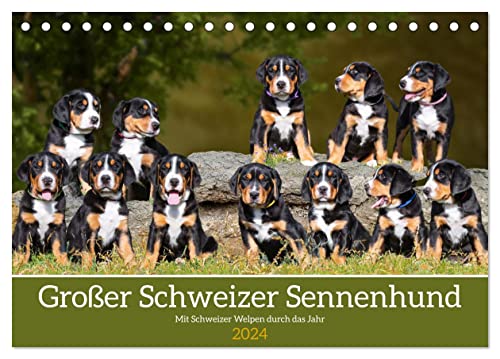 Großer Schweizer Sennenhund - Mit Schweizer Welpen durch das Jahr (Tischkalender 2024 DIN A5 quer), CALVENDO Monatskalender