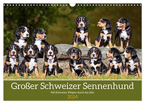 Großer Schweizer Sennenhund - Mit Schweizer Welpen durch das Jahr (Wandkalender 2024 DIN A3 quer), CALVENDO Monatskalender