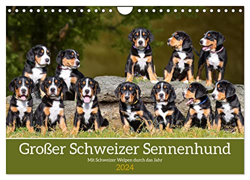 Großer Schweizer Sennenhund - Mit Schweizer Welpen durch das Jahr (Wandkalender 2024 DIN A4 quer), CALVENDO Monatskalender